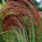 50+ Ruby Silk Eragrostis Love Grass / Thrives in Poor Soil / Ornamential / Peren