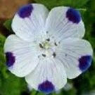 50+ Five Spot Nemophila / Ground Cover / Annual Flower Seeds