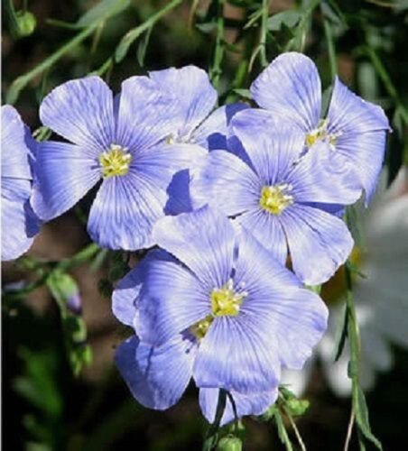 75+ Electric Blue Flax Flower Seeds / Perennial