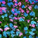 60+ Blue and Rose Forget-Me-Not Myosotis / Perennial Flower Seeds