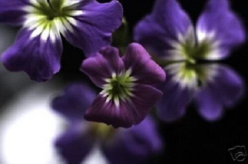 60+ Rare Indigo Blue Forget- Me- Not Myosotis / Perennial Flower Seeds