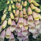 50+ Spotted Silver Fox Foxglove Digitalis / Perennial Flower Seeds