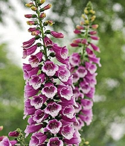 50+ Foxglove Digitalis Thapsi / Raspberry with Maroon Spots / Perennial Seeds