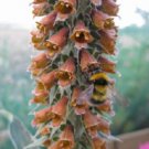 50+ Chocolate Milk Foxglove Digitalis / Perennial Flower Seeds