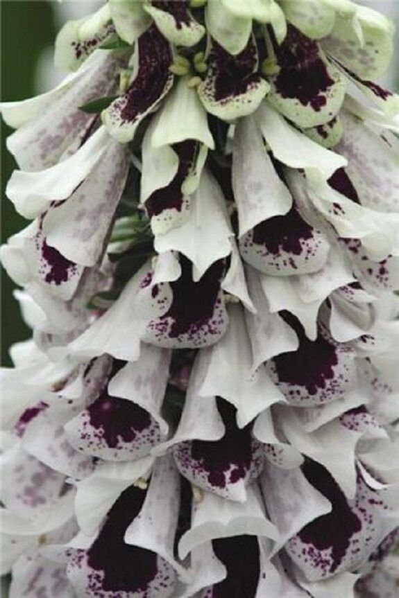 50+ Pam's Split Mix Foxglove Digitalis / Long-Lasting Annual Flower Seeds