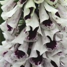 50+ Pam's Split Mix Foxglove Digitalis / Long-Lasting Annual Flower Seeds