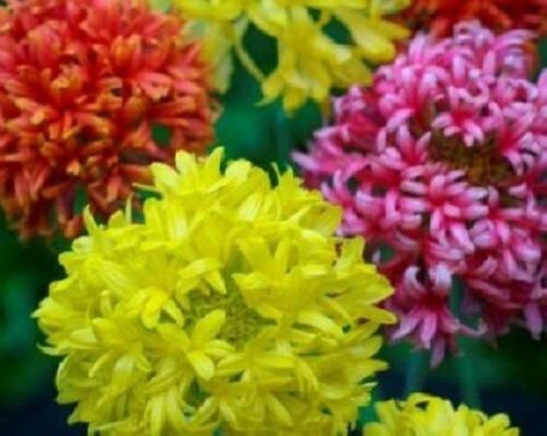30+ Indian Blanket Doubles Mix Gaillardia / Flower Seeds