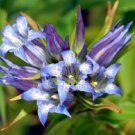 30+ Gentian Gentiana Sceptrum Shade Loving / Perennial Flower Seeds