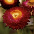 30+ Crimson Red Strawflower Helichrysum / Re-Seeding Annual Flower Seeds