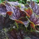 30+ Marvelous Marble Heuchera / Ground Cover Deer Resistant / Perennial Seeds