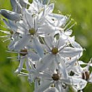 30+ Pure White Hyacinth / Camassia Scilloies / Hardy Perennial Flower Seeds