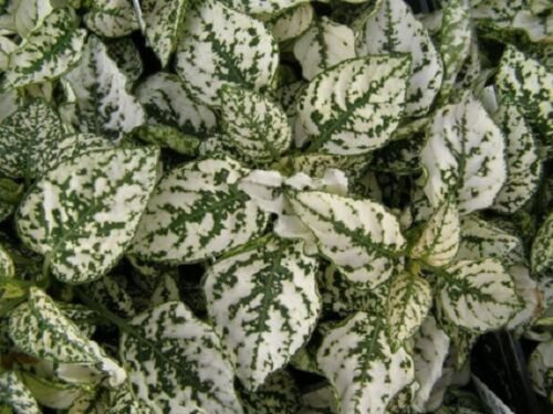 25+ Hypoestes Splash White Polka-Dot Plant / Shade-Loving / Annual Flower Seeds