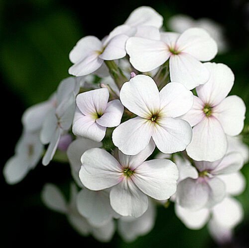 50+ White Dames Rocket / Hesperis / Perennial Flower Seeds