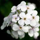 50+ White Dames Rocket / Hesperis / Perennial Flower Seeds