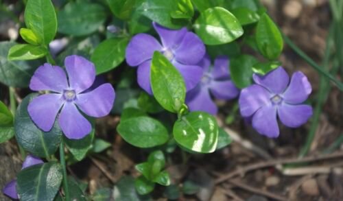 40+ Vinca Orchid Periwinkle Flower Seeds / Long Lasting Annual