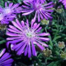 50+ Purple Ice Plant Delosperma Cooperii / Perennial Flower Seeds