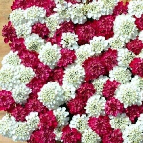 50+ Iberis Red and White Mix Candytuft / Deer Resistant Flower Seeds