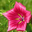 50+ Rose Mallow / Lavatera Thuringiaca / Long Lasting Annual Flower Seeds