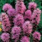 50+ Blazing Star Liatris Prairie / Perennial Flower Seeds