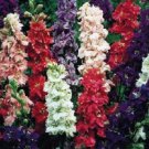 40+ Giant Larkspur Imperial Mix / Early Blooming Perennial Flower Seeds