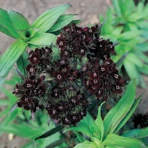 40+ Dianthus Black Adder Barbatus / Sweet William / Perennial Flower Seeds