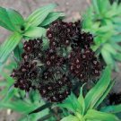 40+ Dianthus Black Adder Barbatus / Sweet William / Perennial Flower Seeds