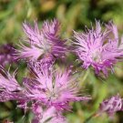30+ Purple Superbus Carnation Dianthus / Perennial Flower Seeds