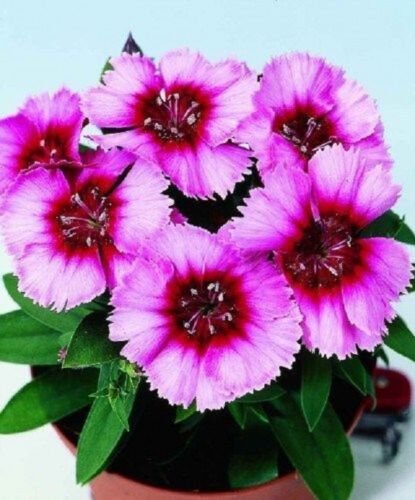 40+ Vampire Dianthus / Fragrant Long Lasting / Perennial Flower Seeds