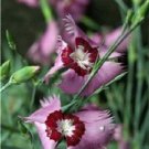 40+ Allwoodi Alpius Dianthus / Perennial Flower Seeds