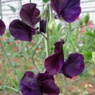 30+ Navy Blue Sweet Pea Lathyrus / Most Fragrant / Flower Seeds