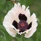 35+ Royal Wedding Papaver Flower Seeds / Orientale / Perennial