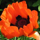 50+ Prince Of Orange Papaver Flower Seeds / Orientale / Perennial