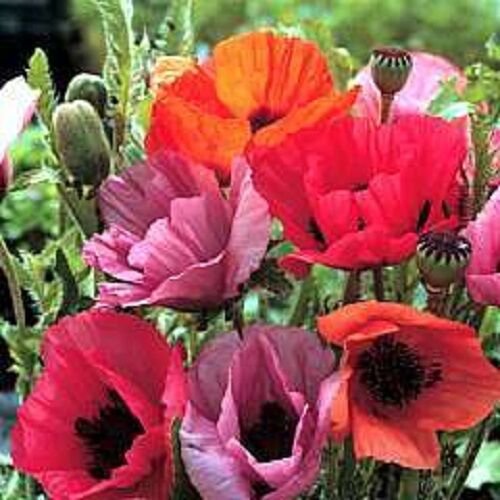 40+ Fruit Punch Papaver Flower Seeds / Orientale / Perennial