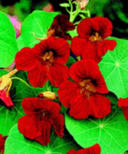 35+ Scarlet Red Nasturtium / Re-Seeding Annual Flower Seeds