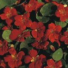 25+ Jewel Mahogany Nasturtium / Annual Flower Seeds