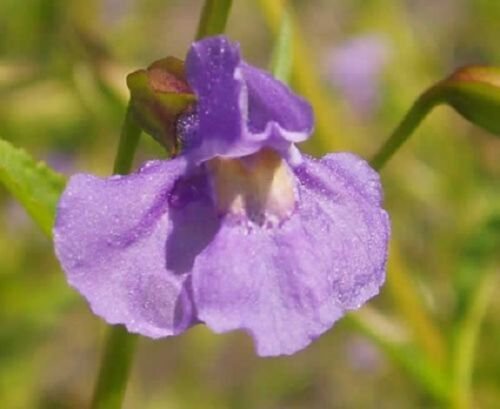 40+ Mimulus Purple Monkey Flower / Annual Flower Seeds