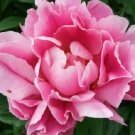 50+ Pink Peony / Long-Lasting Annual Flower Seeds