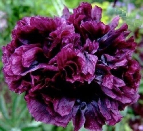 50+ Black Peony / Self-Seeding Annual Flower Seeds
