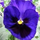 35+ Pansy Inspire Blue Velvet / Annual Flower Seeds
