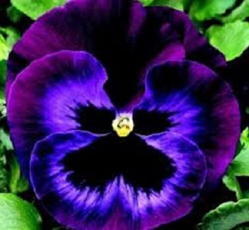 30+ Pansy Karma Violet with Face / Annual Flower Seeds