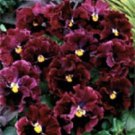 30+ Burgundy Ruffled Frizzle Sizzle Pansy / Annual Flower Seeds