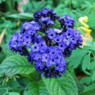 50+ Heliotrope Mini Marine Blue Flower Seeds / Perennial