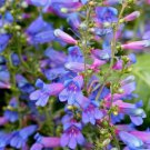 50+ Blue Spring Penstemon Heterophyllus / Perennial Flower Seeds