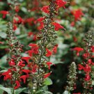 40+ Hummingbird Lady In Red Salvia Flower Seeds / Perennial