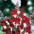 30+ Antirrhinum Night & Day Snapdragon Flower Seeds / Annual