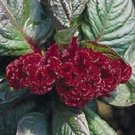 30+ Mahogany Colored Cockscomb Flower Seeds / Celosia / Self-Seeding Annual