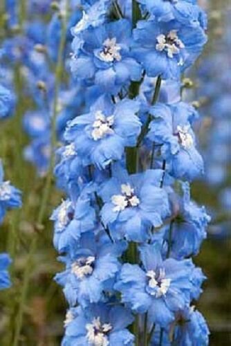 25+ Sky Blue w/ White Bee Delphinium Flower Seeds / Perennial