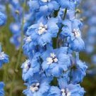 25+ Sky Blue w/ White Bee Delphinium Flower Seeds / Perennial