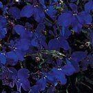 50+ Lobelia Regatta Midnight Blue Flower Seeds / Annual