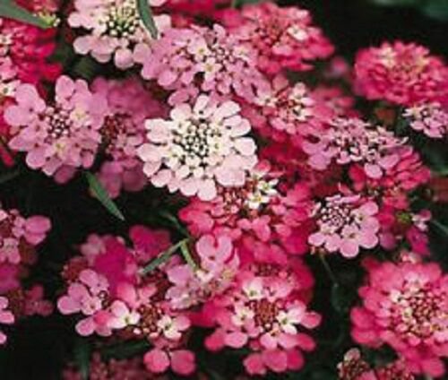 50+ Candytuft Red Candy Cane Flower Seeds / Iberis Umbellata / Annual